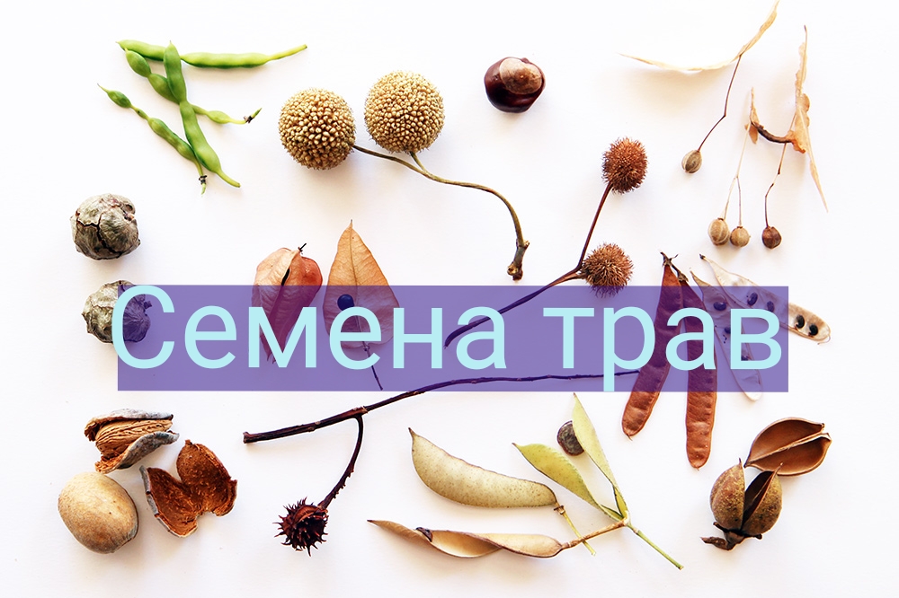 Семена